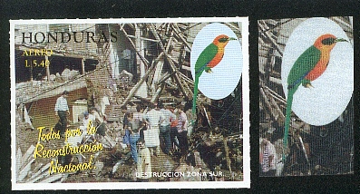 Honduras-perroquet12.jpg (82509 octets)