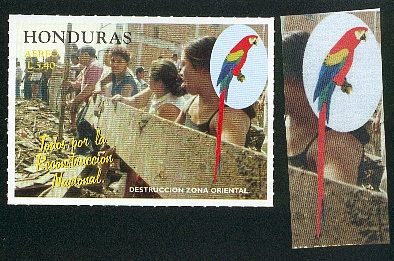 Honduras-perroquet3.jpg (93900 octets)