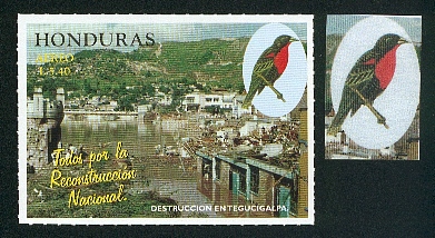 Honduras-perroquet8.jpg (78506 octets)