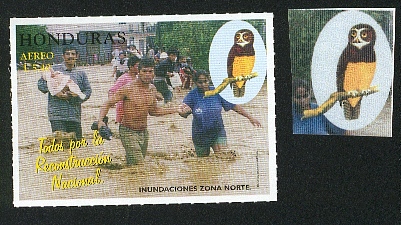 Honduras-perroquet11.jpg (79370 octets)