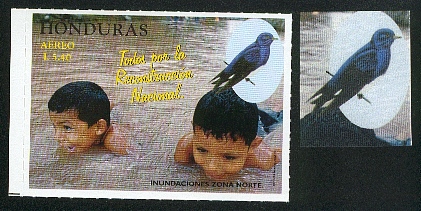 Honduras-perroquet13.jpg (76765 octets)