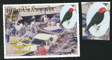 Honduras-perroquet14.jpg (76608 octets)