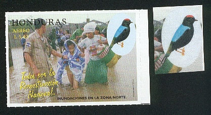 Honduras-perroquet15.jpg (77976 octets)
