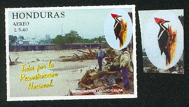 Honduras-perroquet7.jpg (74133 octets)