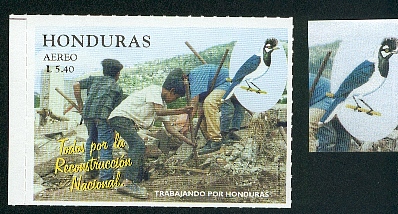 Honduras-perroquet9.jpg (75337 octets)