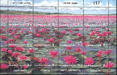 fleurs9.jpg (164598 octets)